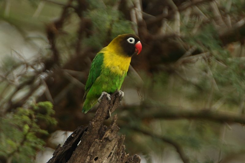 Agapornis personatus -Serengeti, Tanzania-8 — travel photo of Tanzania: Serengeti and Arusha
