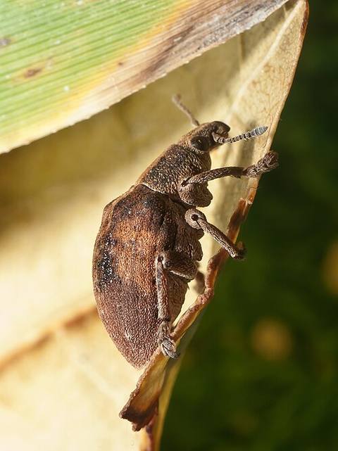 Gonipterus sp from Coira, Portosín, Porto do Son, Galicia, Spain - -2 — travel photo of Galicia