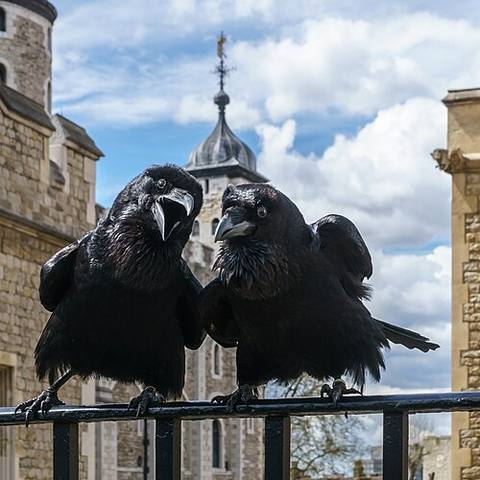Jubilee and Munin, Ravens, Tower of London — travel photo of London, United Kingdom