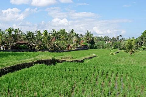 Fields in Ubud, Bali, Indonesia — travel photo of Ubud, Indonesia
