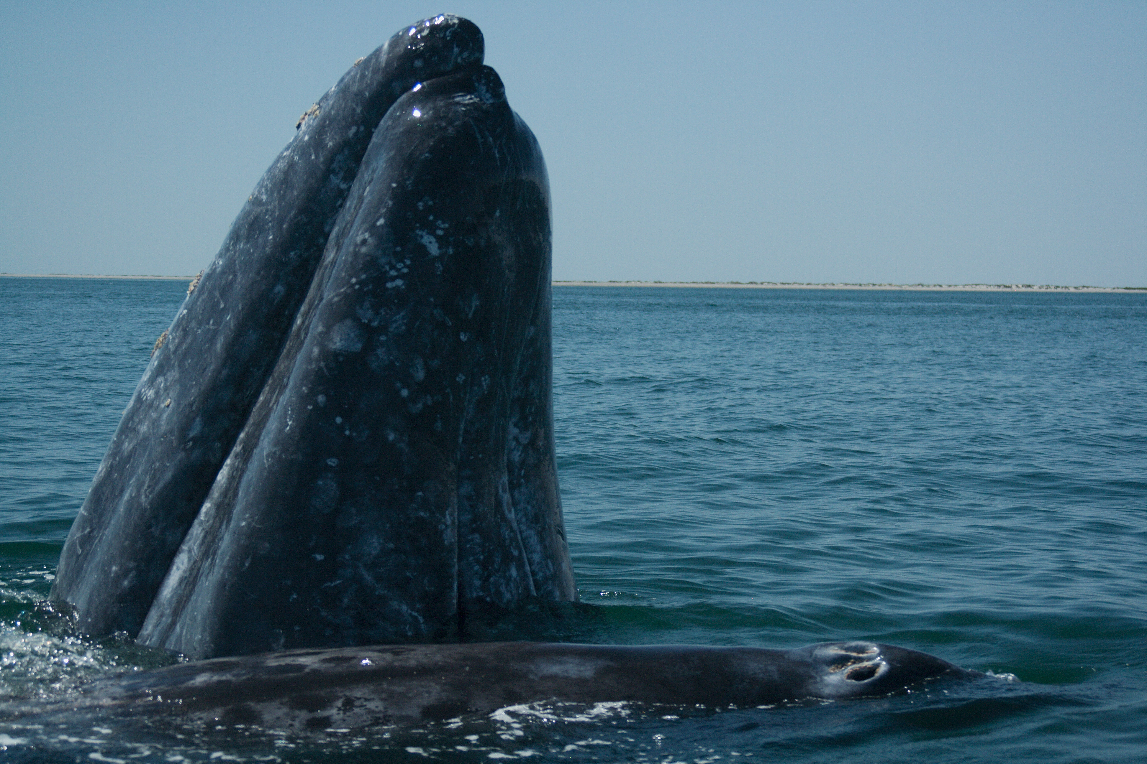 Gray whale — travel photo of San Ignacio & the Whale Lagoons, Baja California & Los Cabos