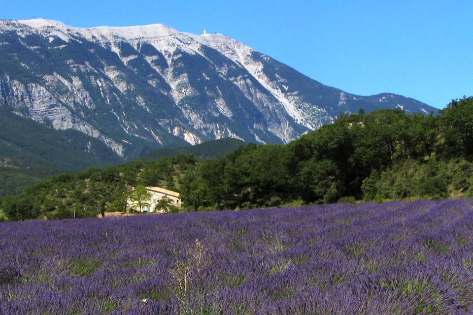 Provence — travel photo of Saint-Rémy-de-Provence, Provence — Avignon & the Luberon