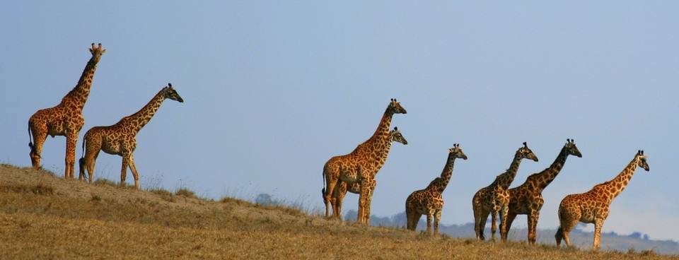 Masai, Reticulated and Rothschild — travel photo of Serengeti and Ngorongoro, Tanzania: Serengeti and Arusha