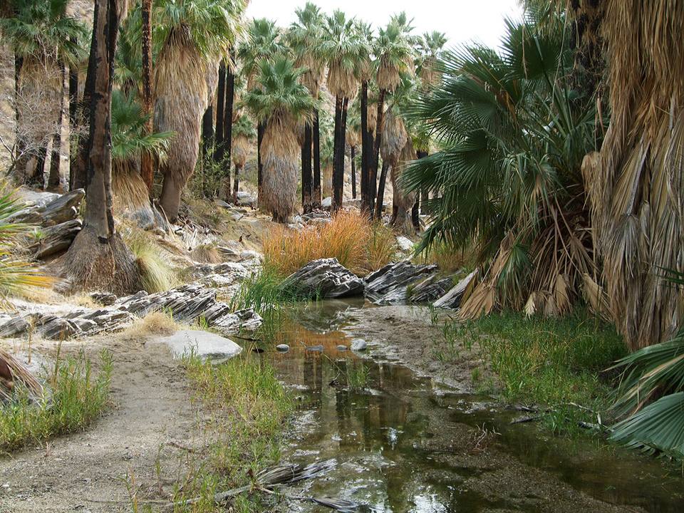 Indian Canyons - Oasis ( . ) — travel photo of Indian Canyons, Palm Springs