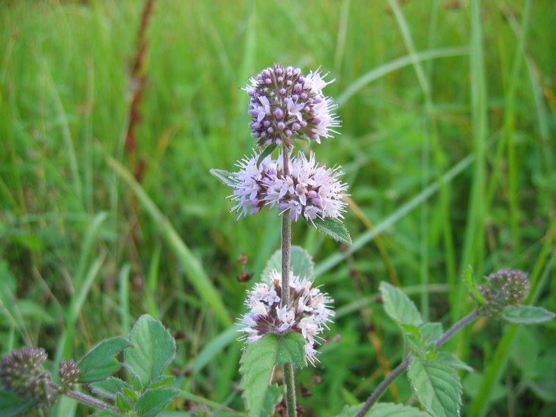 Mentha aquatica bluete — travel photo of Aquatica