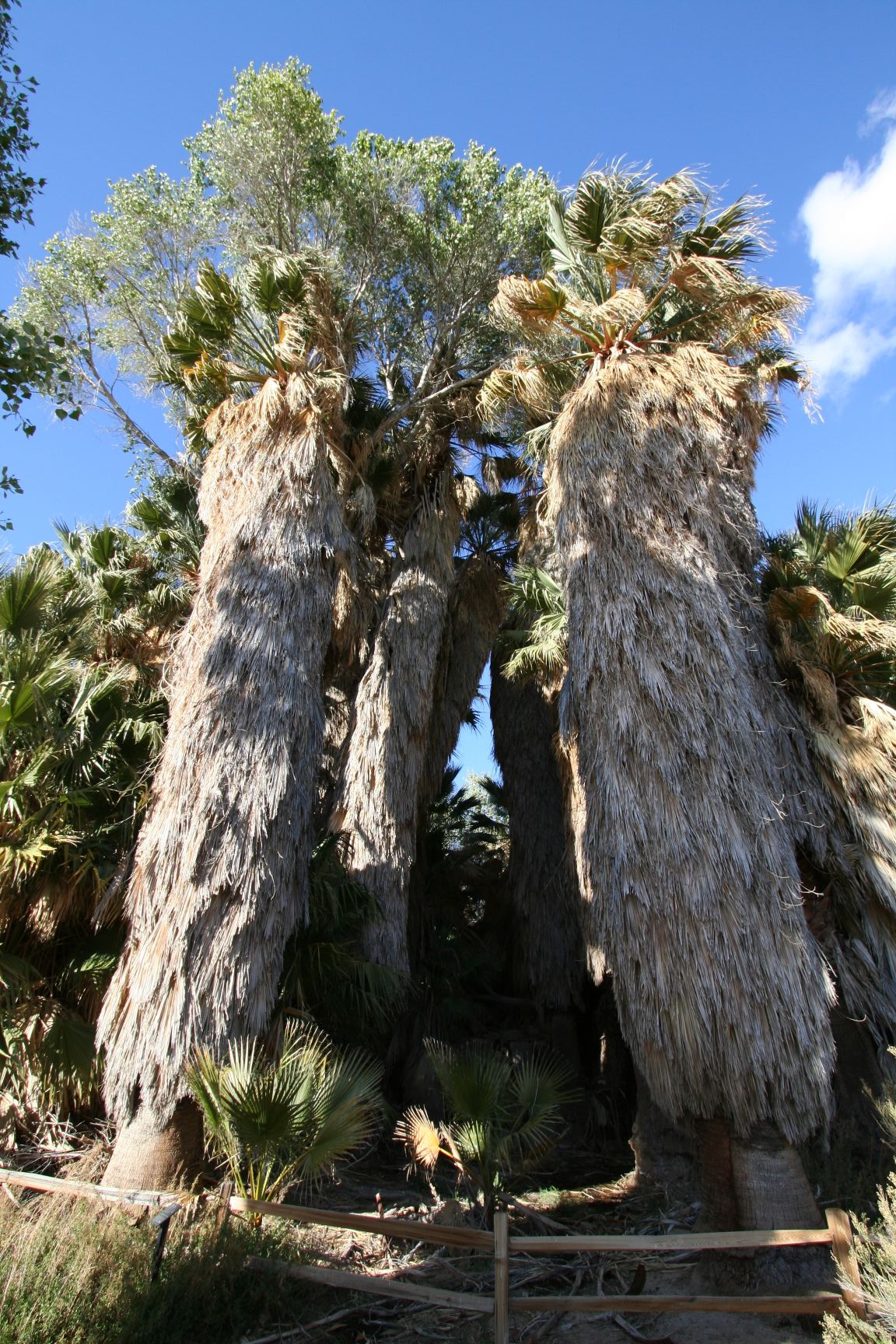Joshua tree palm trees cottonwood springs — travel photo of Joshua Tree, Palm Springs