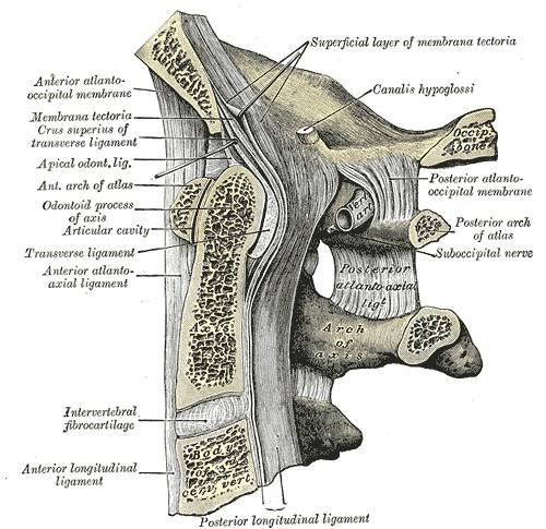 Apical ligament of dens — travel photo of Apes' Den