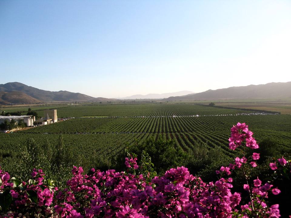 Valle de Guadalupe — travel photo of Monte Xanic & Adobe Guadalupe, Valle de Guadalupe