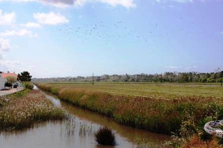 Comporta Rice Fields — travel photo of Comporta