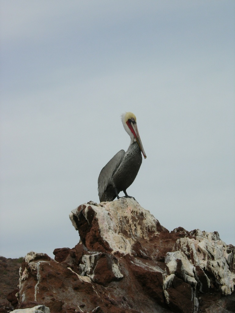 El Vizcaíno Biosphere Reserve — travel photo of Vizcaíno Desert