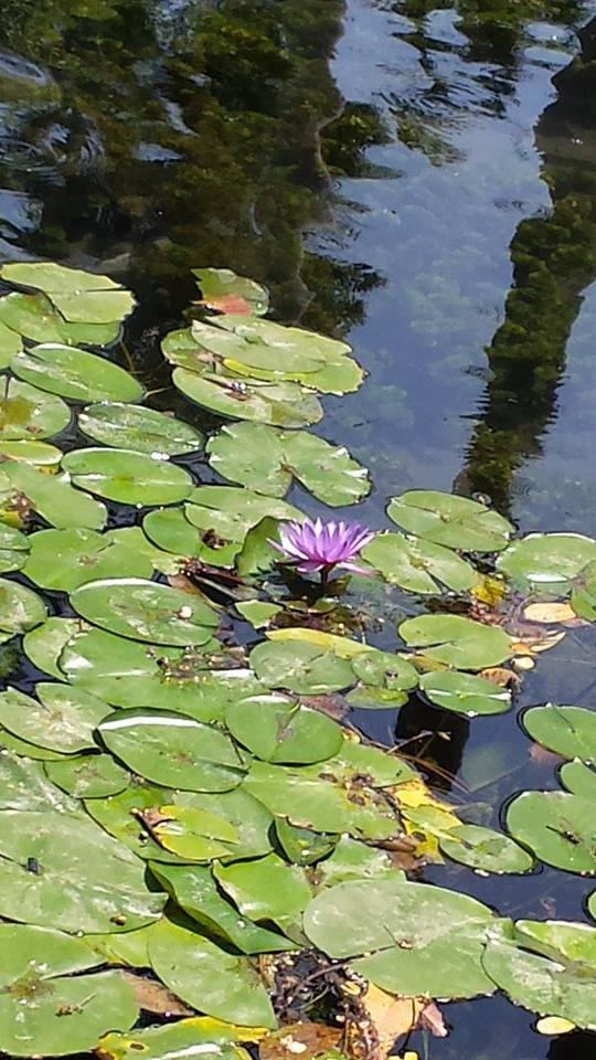 Lirio de Agua en las Estacas, Cuernavaca — travel photo of Las Estacas, Cuernavaca