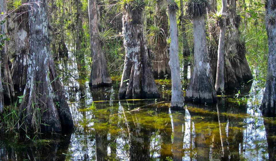 Big Cypress National Preserve — travel photo of Big Cypress, Naples & the Everglades