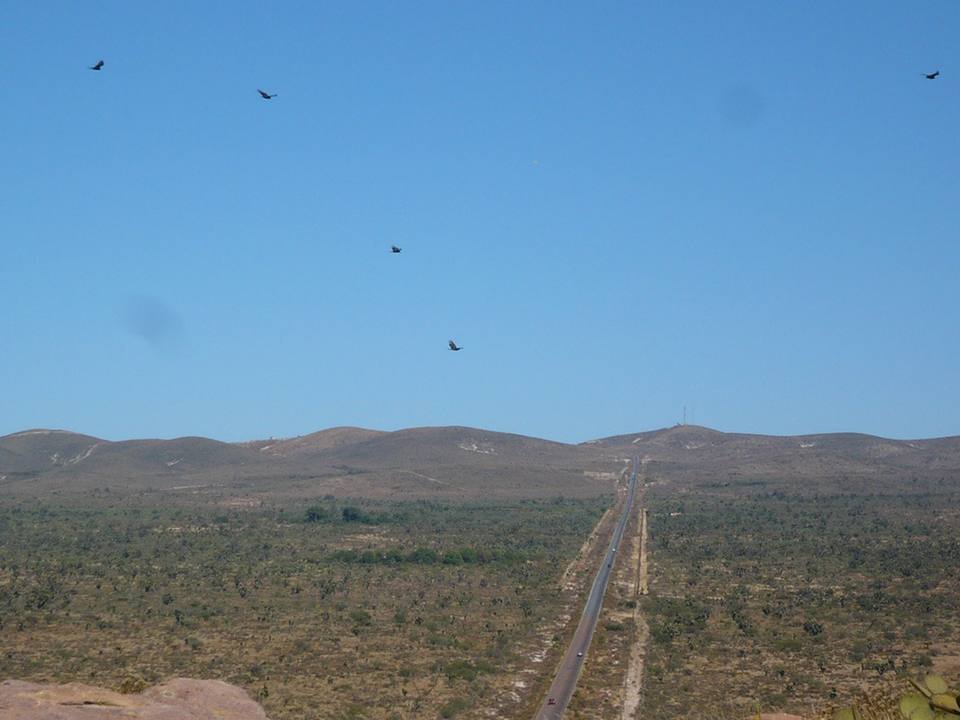 Auras sobre carretera a Real de Ángeles — travel photo of Real de Ángeles, Zacatecas