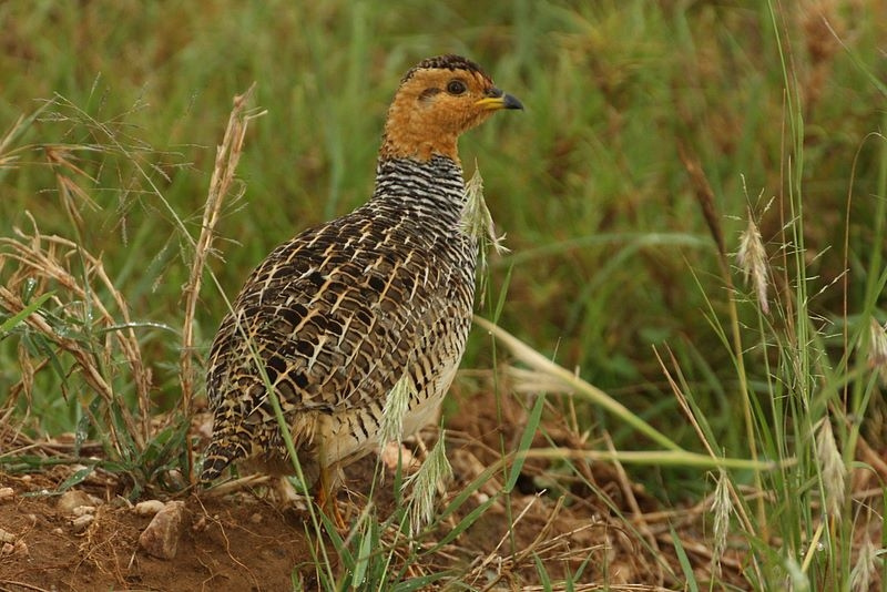 Francolinus coqui -Tarangire National Park, Tanzania-8 — travel photo of Tarangire, Arusha