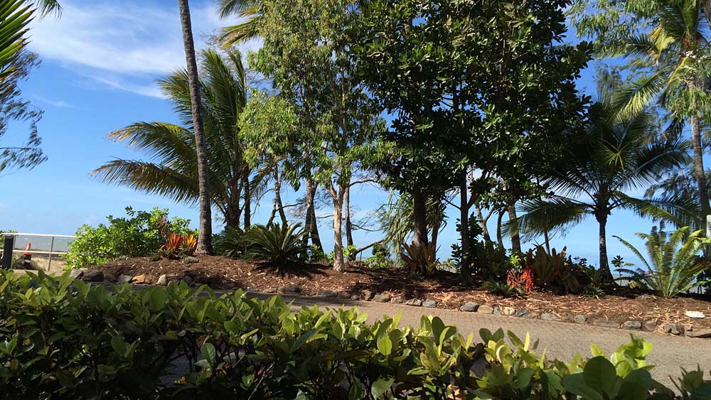 Palm Cove Queensland Tree Lined Williams Esplanade — travel photo of Palm Cove, Cairns and the Great Barrier Reef