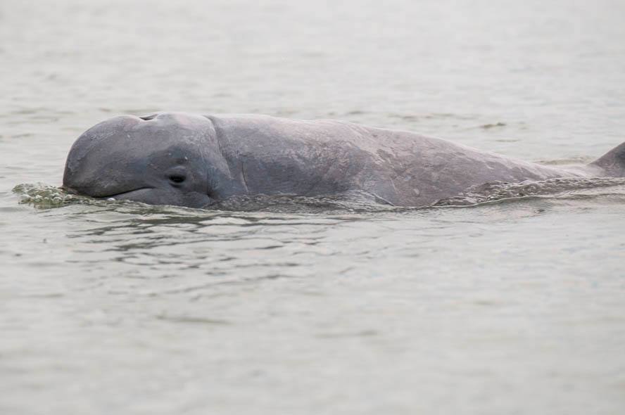 Irrawaddy dolphin — travel photo of Dolphin boats
