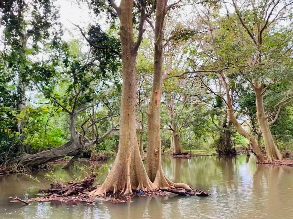 Kumbuk Trees in Wellawaya — travel photo of Wellawaya