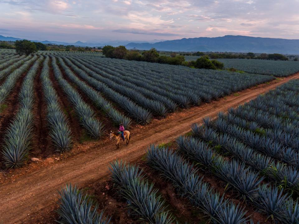 Tequila — travel photo of Tequila & the agave landscape
