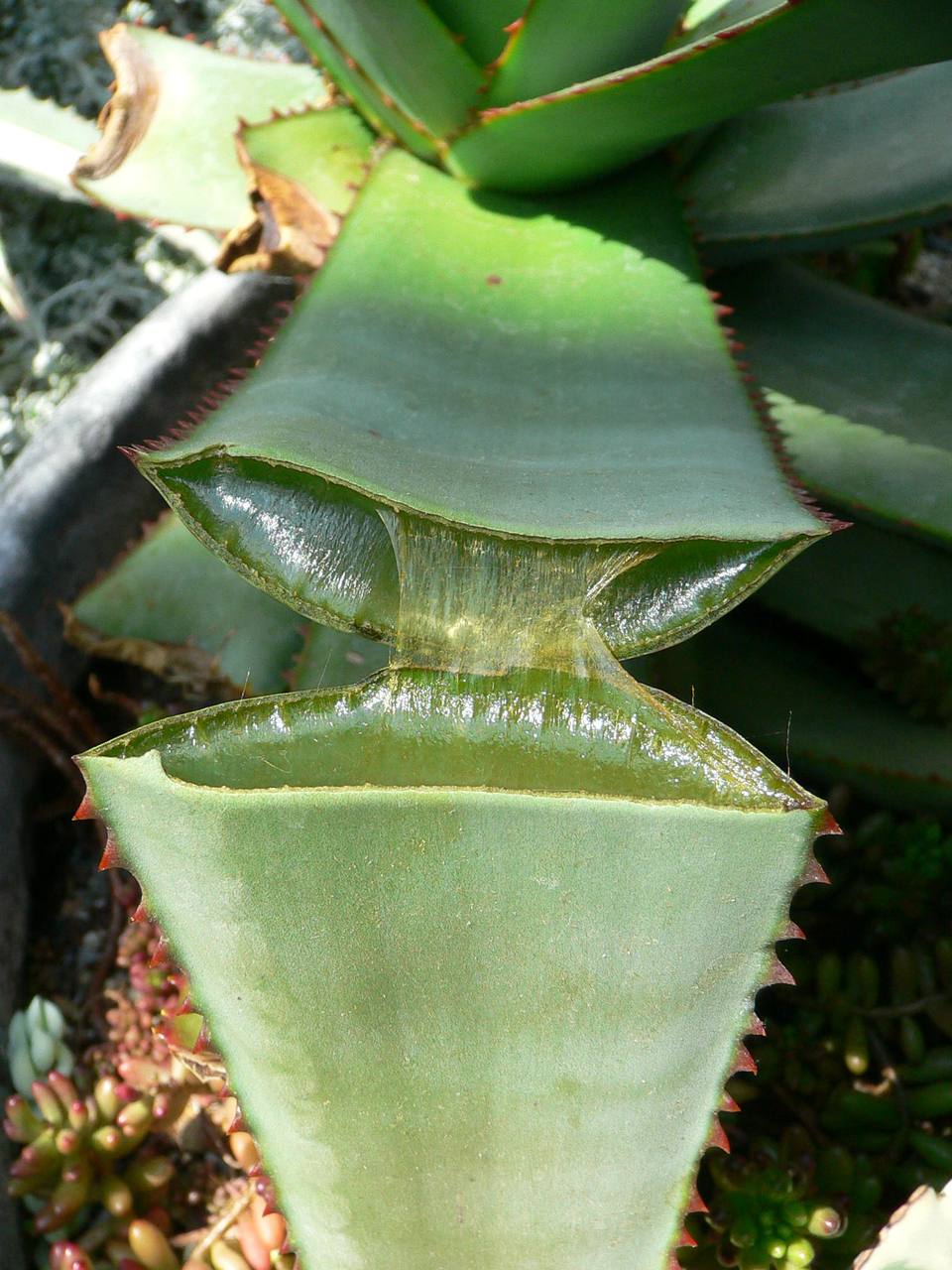 Succulent plant — travel photo of The succulent collection