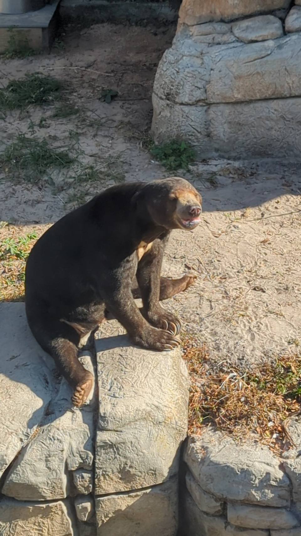 Sun Bear at ZooTampa at Lowry Park — travel photo of ZooTampa at Lowry Park, Tampa