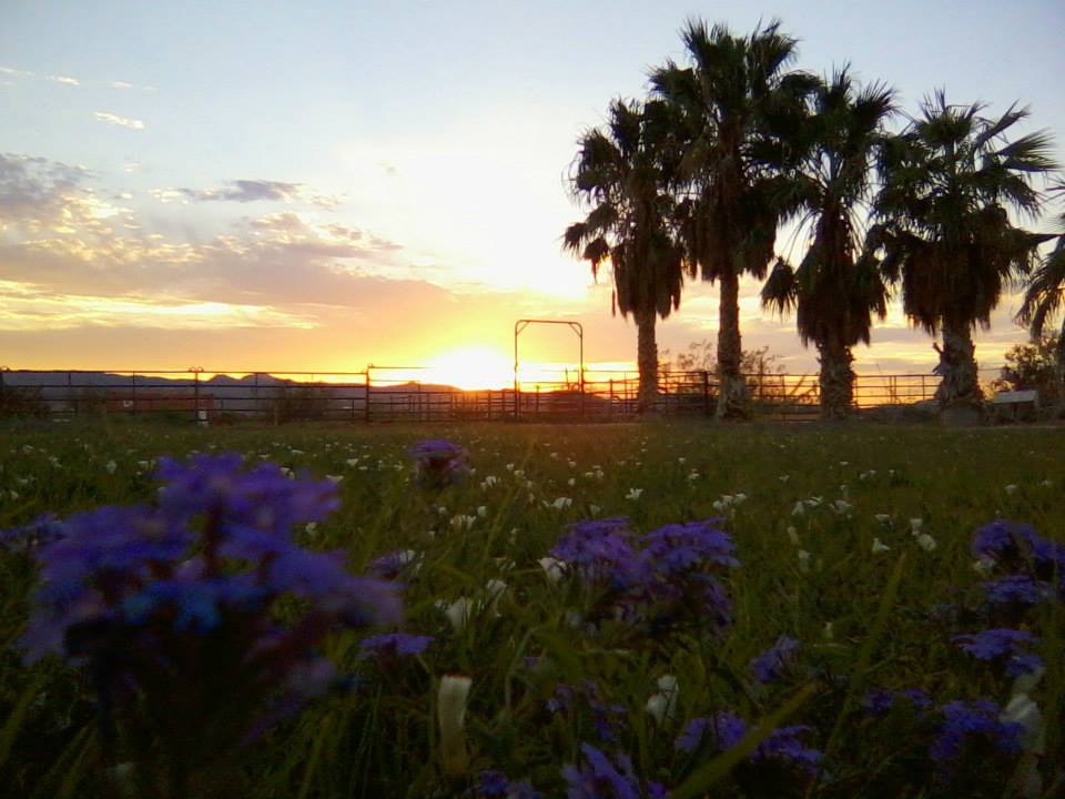Purple Wildflower Sunset, Logandale — travel photo of Logandale