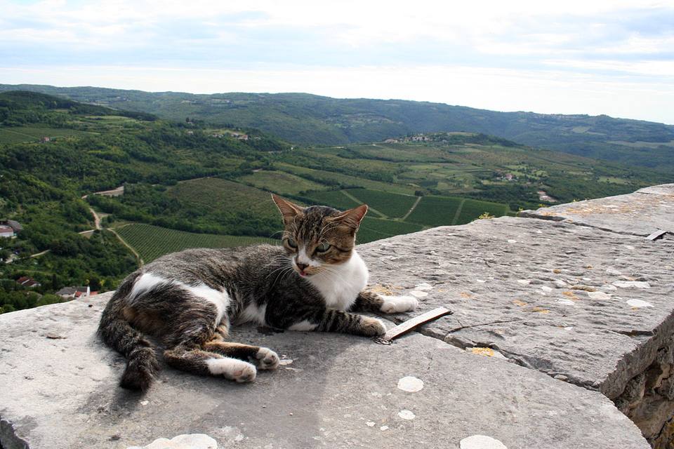 Motovun castle wall view — travel photo of Motovun
