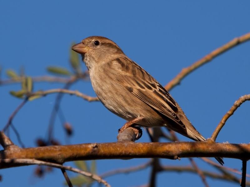 Passer hispaniolensis -Canary Islands, Spain -female-8 (1) — travel photo of Canary Islands