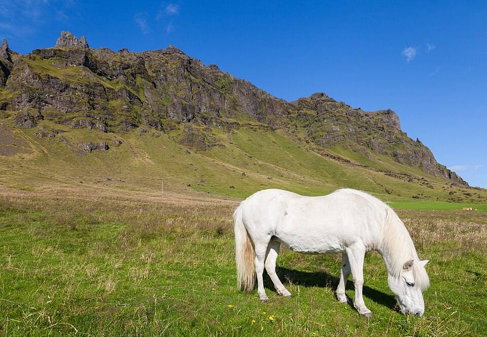 Storhofthi, Suðurland, Islandia — travel photo of Stórhöfði