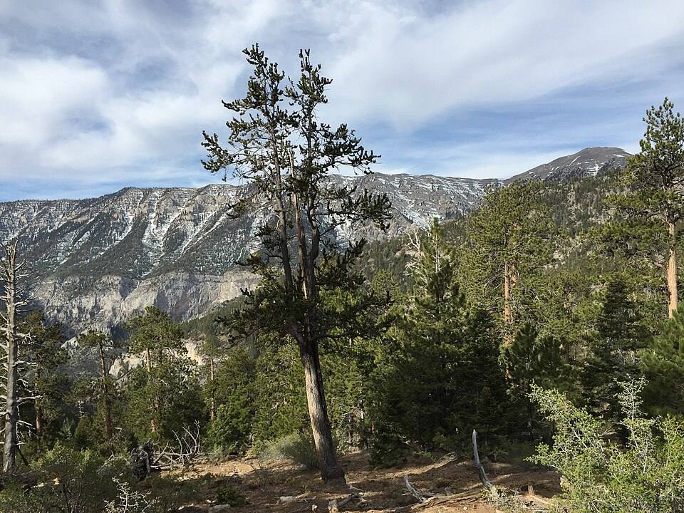 Bristlecone Trail — travel photo of Bristlecone Trail, Mount Charleston & Spring Mountains