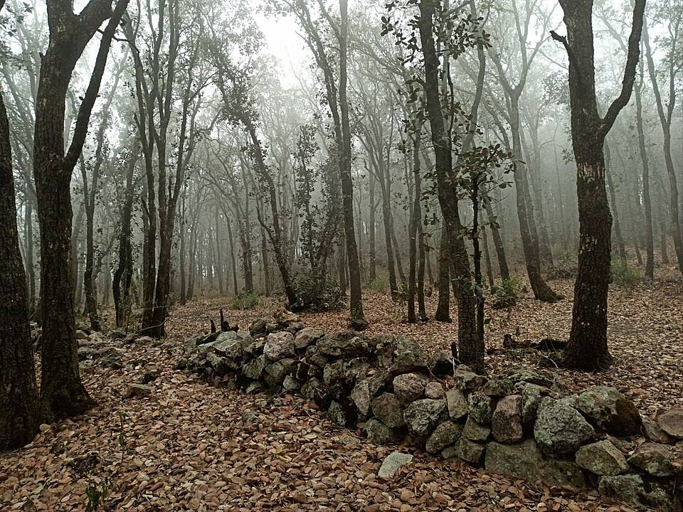 Bosque de encinos (Sierra de Santa Rosa, Guanajuato) — travel photo of Santa Rosa, Guanajuato