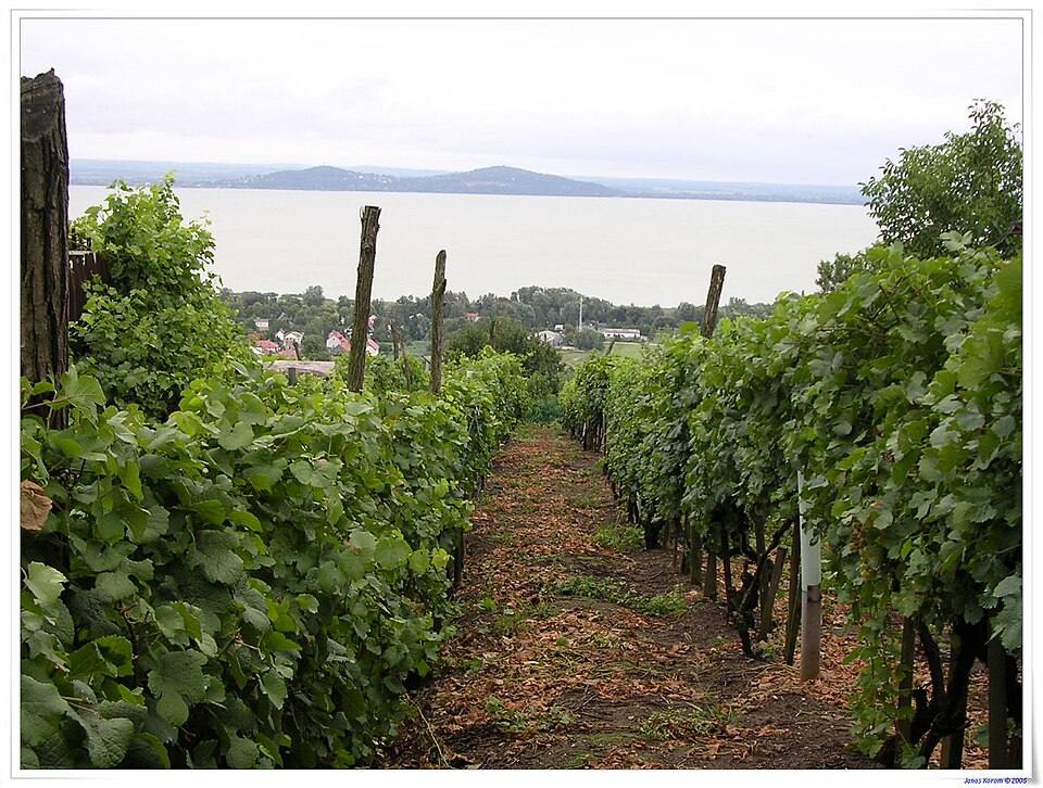 Badacsony vines and Balaton ( ) — travel photo of Badacsony, Lake Balaton