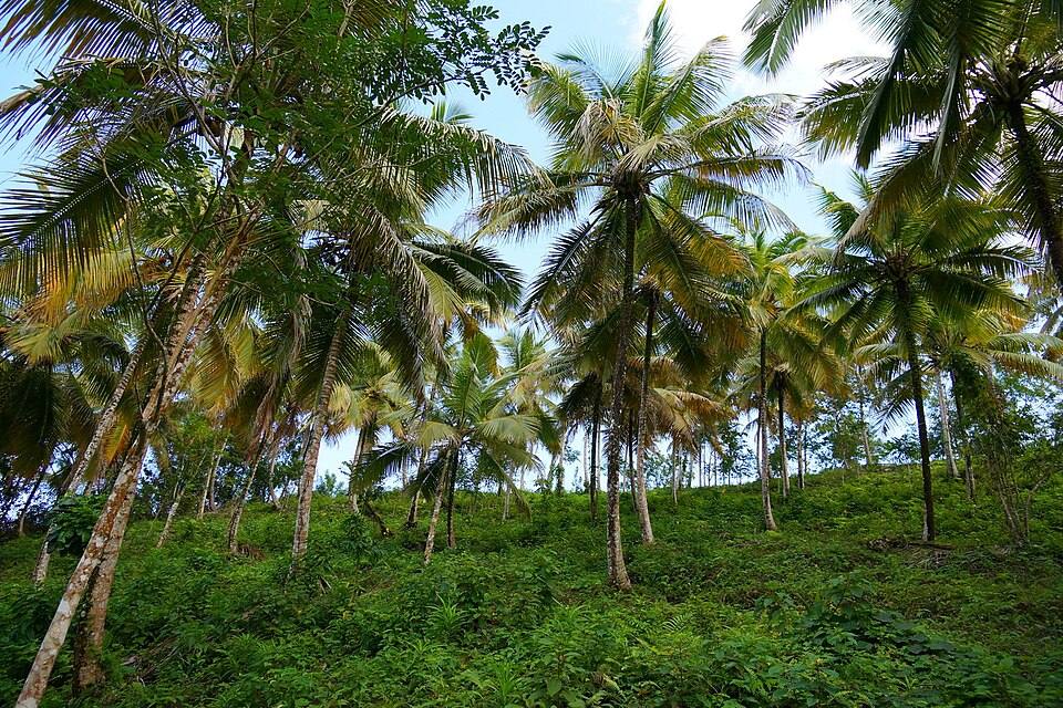 El Limón, Dominican Republic — travel photo of El Limón, Samaná