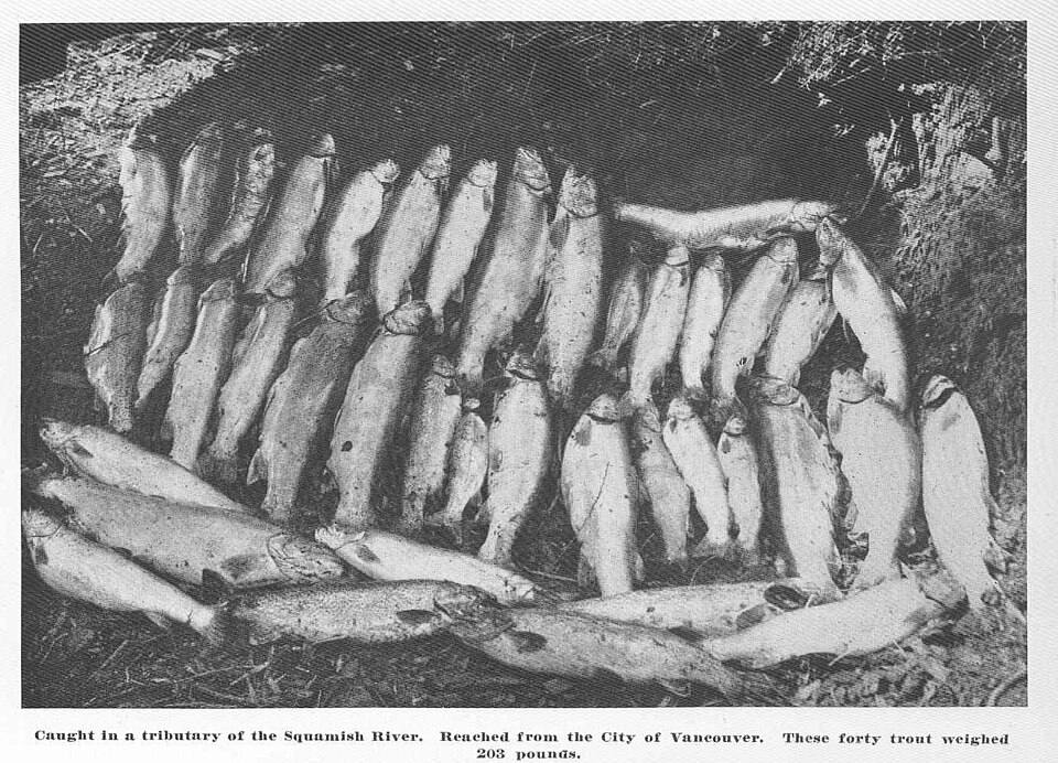 FMIB Caught in a tributary of the Squamish River Reached from the City of Vancouver These forty trout weighed pounds — travel photo of Squamish, Vancouver