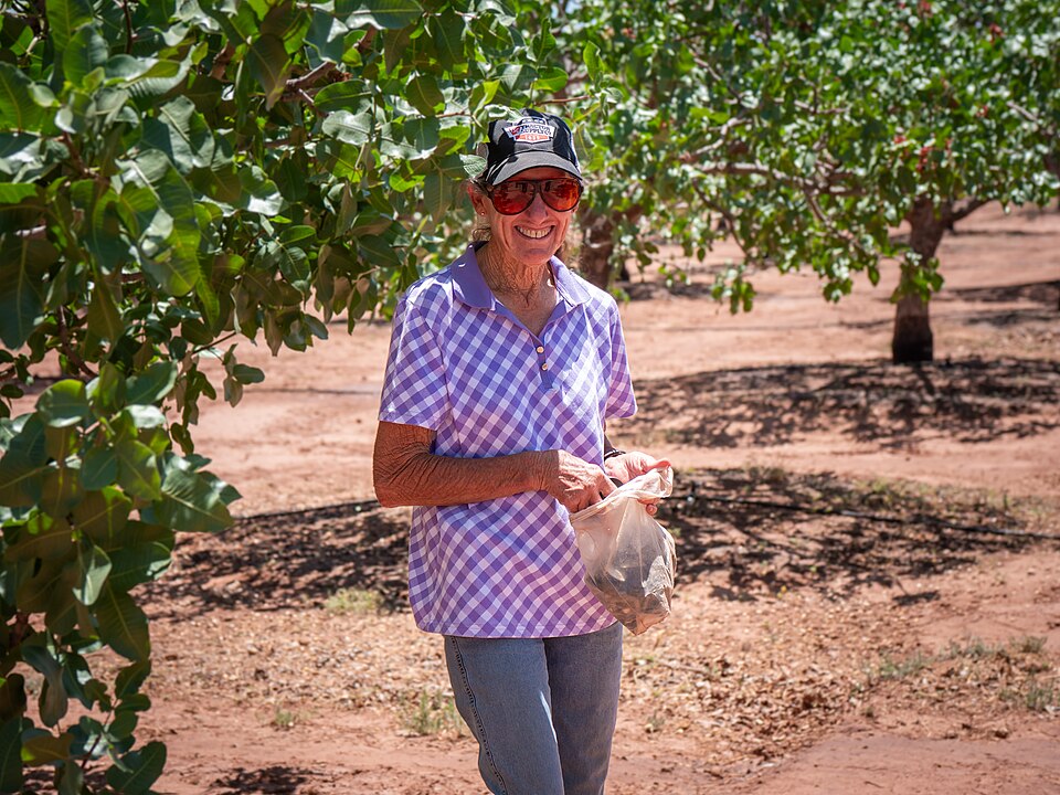 Pistachios in Tularosa, New Mexico on May - 3 — travel photo of Tularosa
