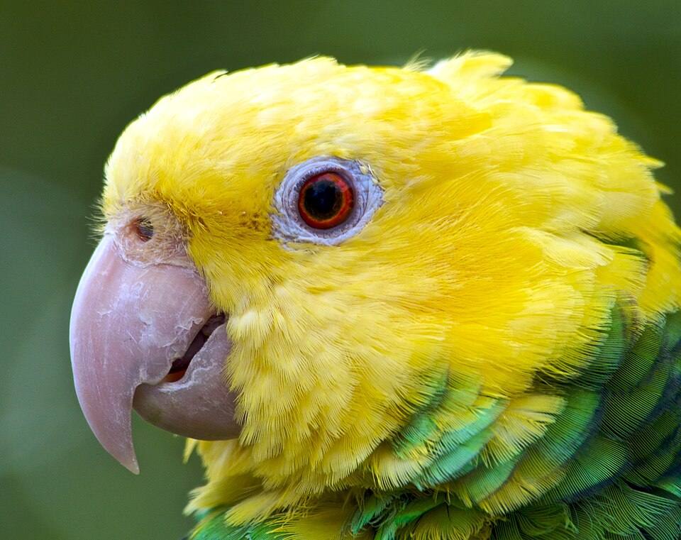 Amazona oratrix -Lion Country Safari -head-8 — travel photo of Lion Country Safari, West Palm Beach