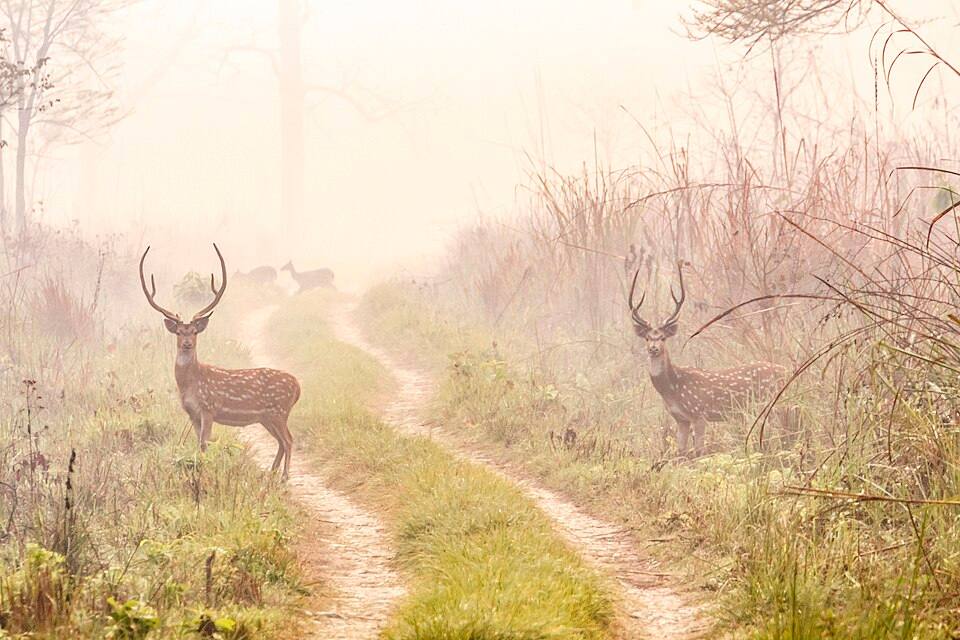 Spotted Deers at Meghauli, Chitwan National Park — travel photo of Meghauli, Chitwan National Park