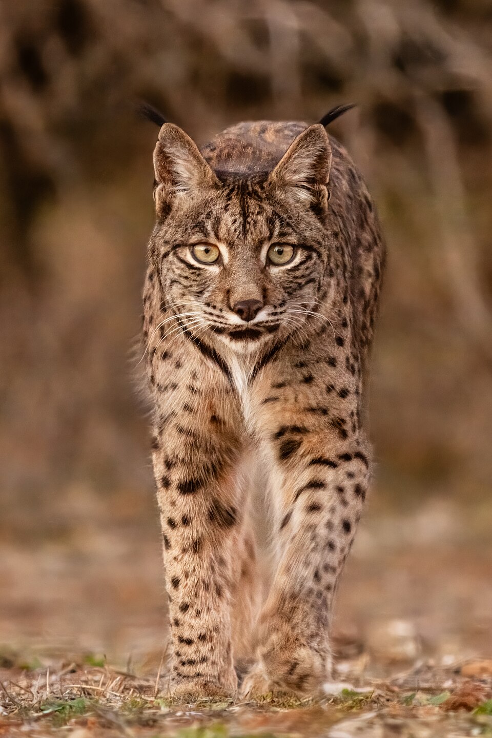 Lince ibérico (Lynx pardinus), Almuradiel, Ciudad Real, España — travel photo of Ciudad Real