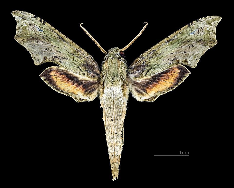 Eupanacra splendens MHNT CUT 0 - Kuranda, Queensland, Australia - male dorsal — travel photo of Kuranda