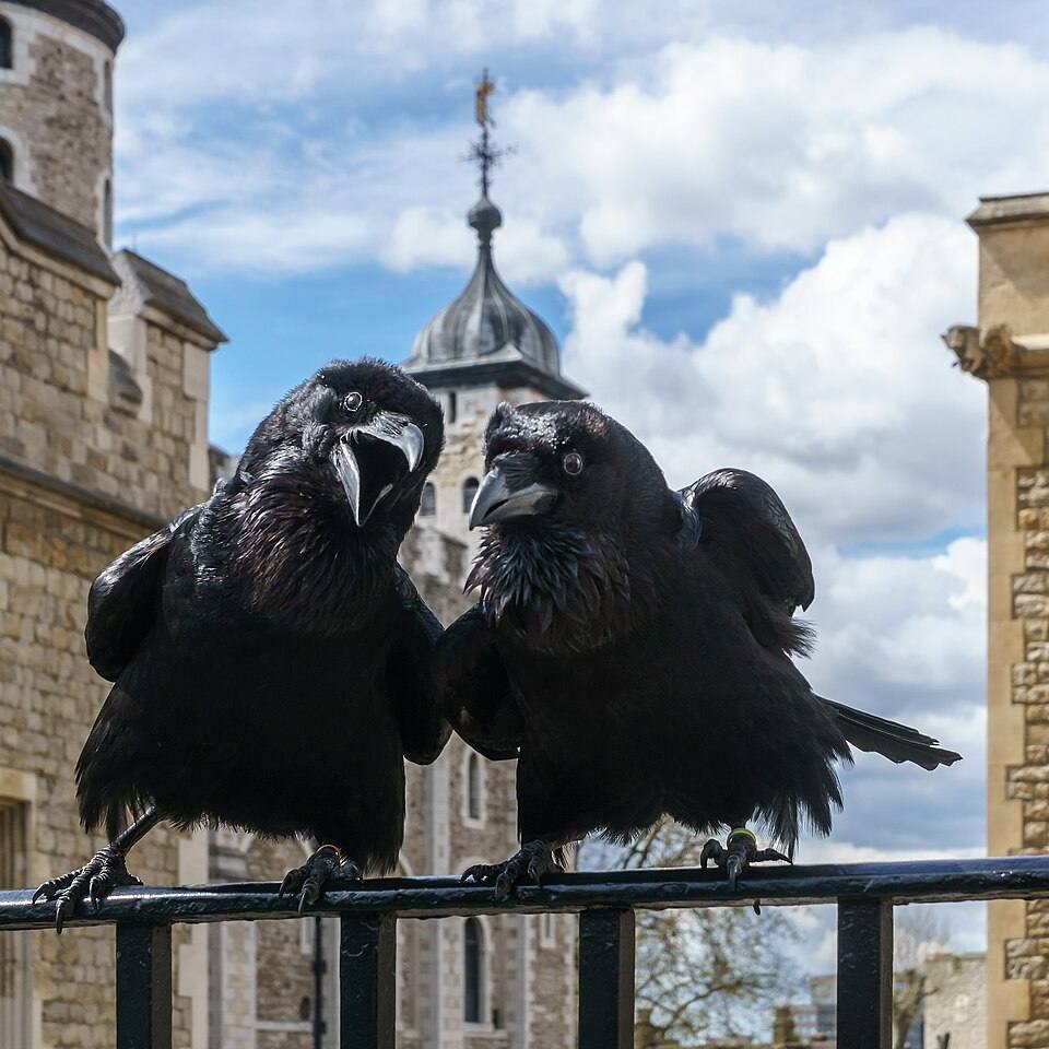 Jubilee and Munin, Ravens, Tower of London — travel photo of London, United Kingdom