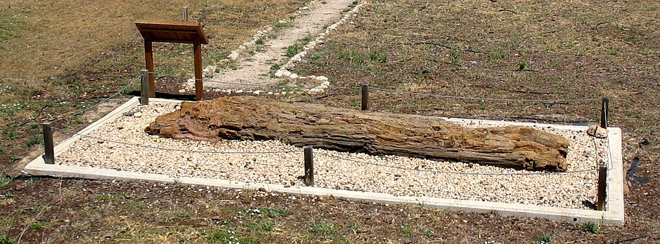 Dadoxylon - Permian from Landete (Cuenca) - Castilla-La Mancha Paleontological Museum (Cuenca, Spain) — travel photo of Cuenca, Castile-La Mancha