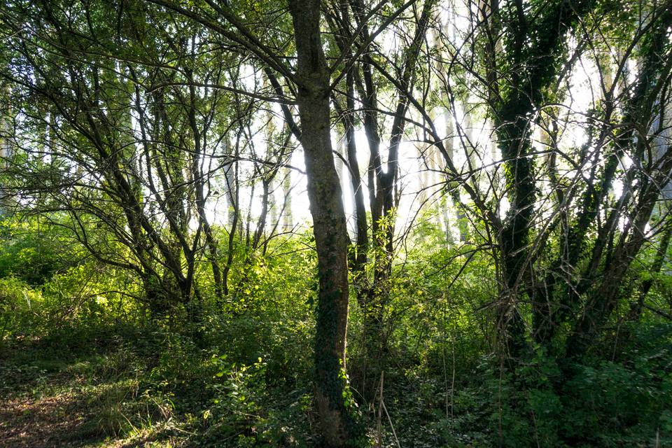 Bosque en el parque de Salburua — travel photo of Parque de Salburua, Vitoria-Gasteiz