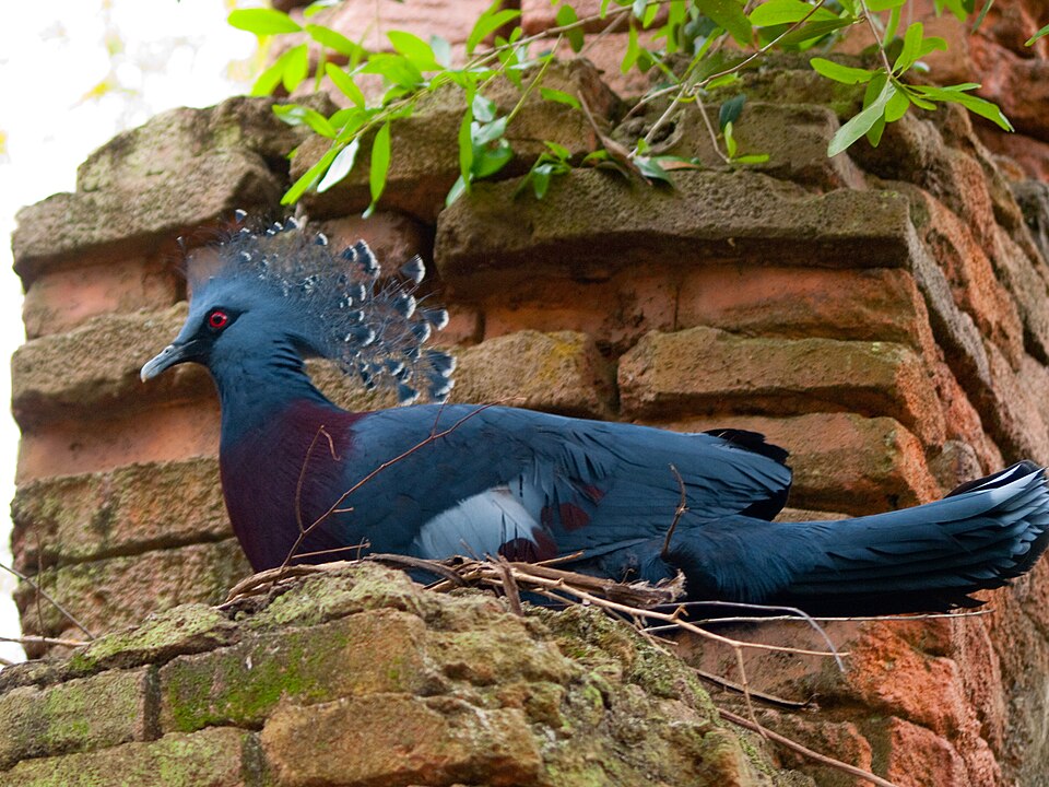 Goura victoria -Disney's Animal Kingdom, Orlando, Florida, USA -nest-8 — travel photo of Disney's Animal Kingdom, Orlando