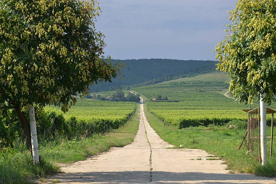 Vineyard near Tokaj, Hungary — travel photo of Tokaj, Hungary