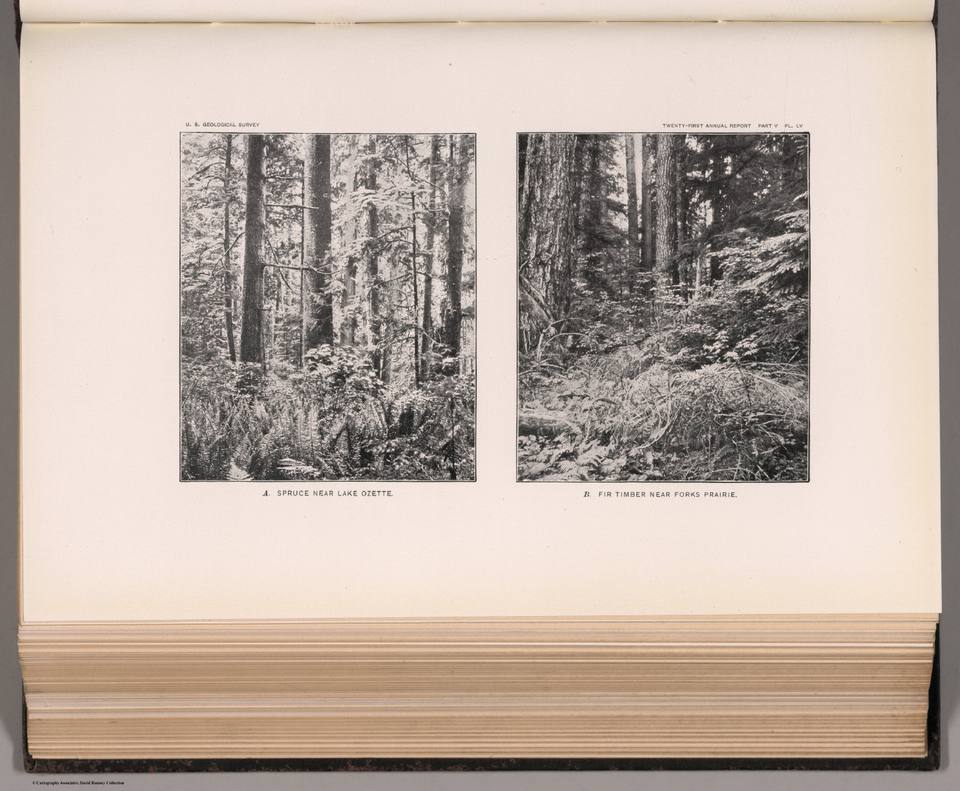 (View) Plate LV. A. Spruce near Lake Ozette. B. Fir Timber near Forks Prairie. (IA dr view-plate-lv-a-spruce-near-lake-ozette-b-fir-timber-near-forks-prair- ) — travel photo of Forks, Olympic & the Cascades
