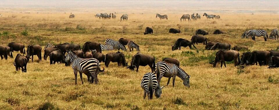 NgoroNgoro Crater, Tanzania, Africa — travel photo of Ngorongoro crater, Serengeti and Ngorongoro