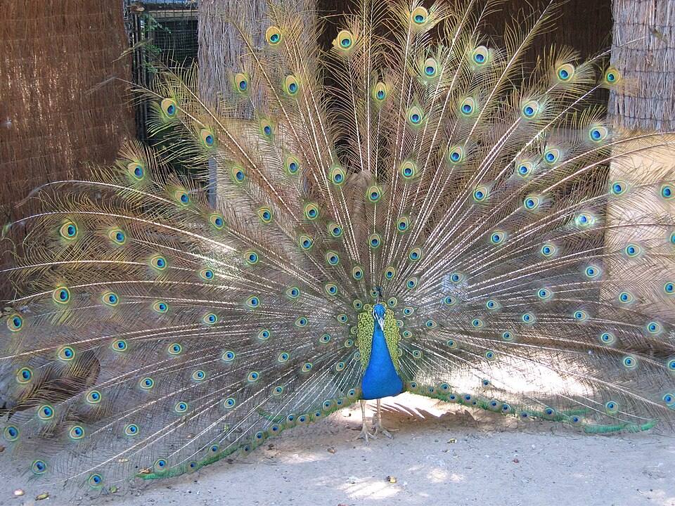 Alameda Wildlife Conservation Park peacock — travel photo of Alameda Wildlife Conservation Park, Alameda Botanic Gardens
