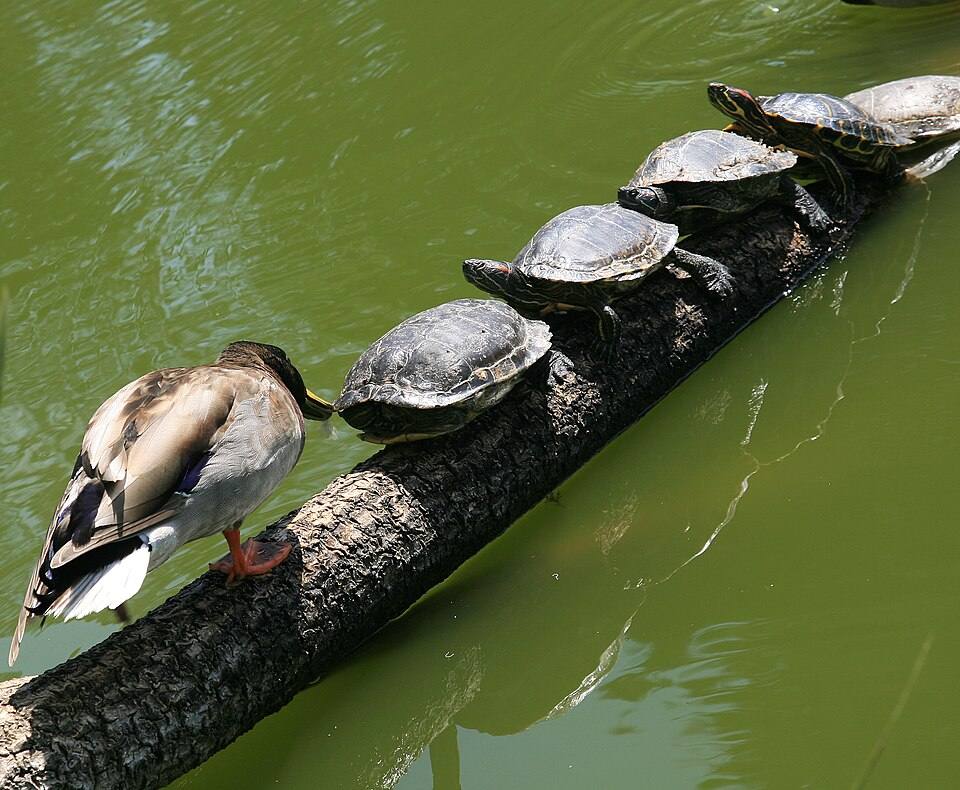 Red-eared sliders and Mallard in Golden Gate Park 1 — travel photo of Golden Gate Park, San Francisco