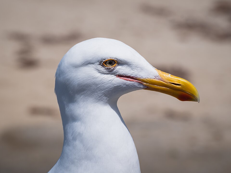 Head portrait of a western gull, La Jolla, San Diego, California — travel photo of La Jolla, San Diego
