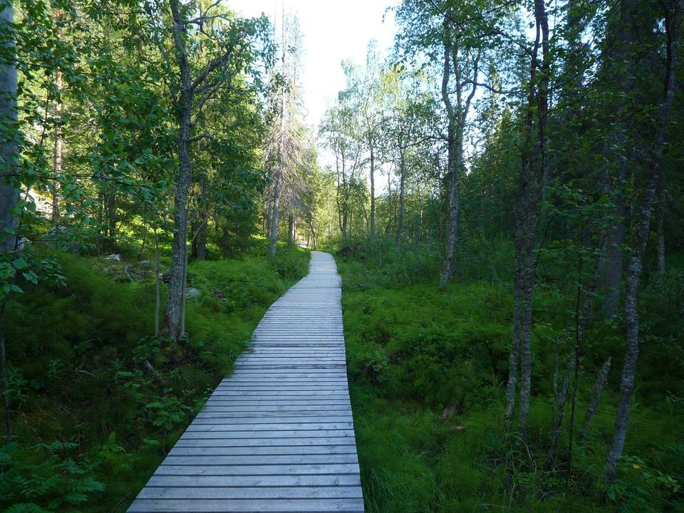 Pyhä-Luoston kansallispuisto — travel photo of Pyhä-Luosto