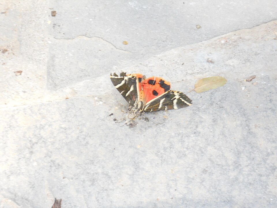 The Valley of the Butterflies Rhodes Greece — travel photo of Valley of the Butterflies, Rhodes
